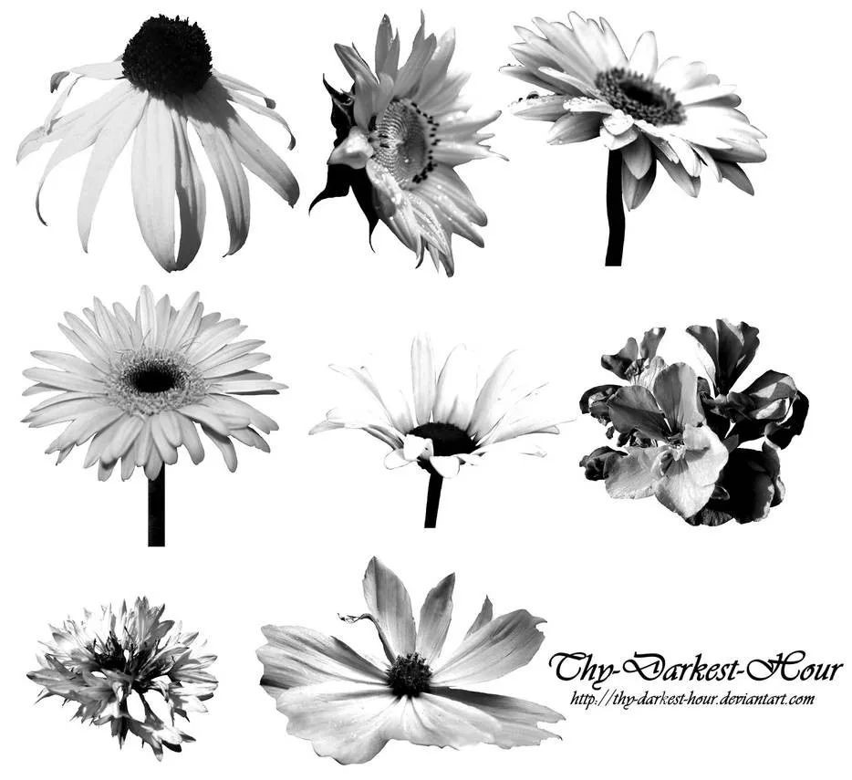 向日葵鲜花玫瑰白百合菊花郁金花开PS笔刷