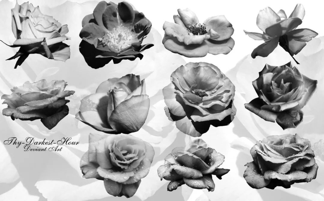 向日葵鲜花玫瑰白百合菊花郁金花开PS笔刷