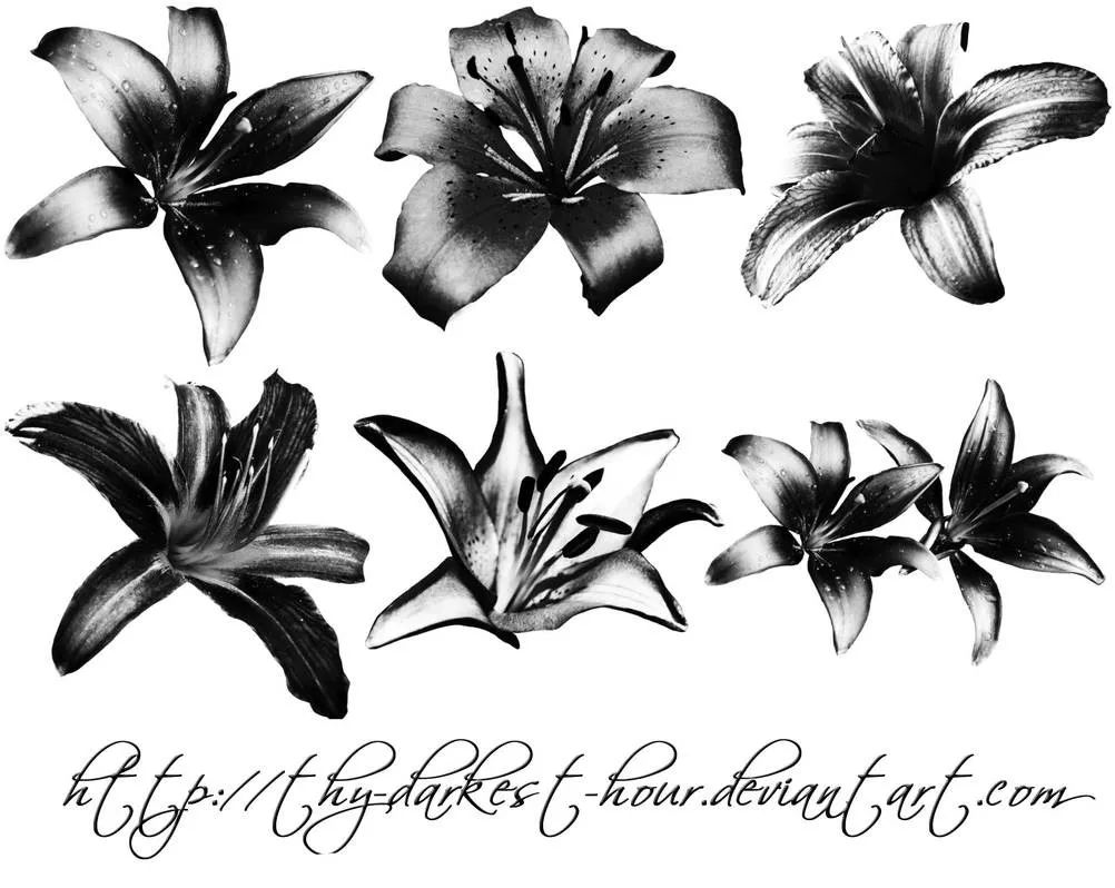 向日葵鲜花玫瑰白百合菊花郁金花开PS笔刷