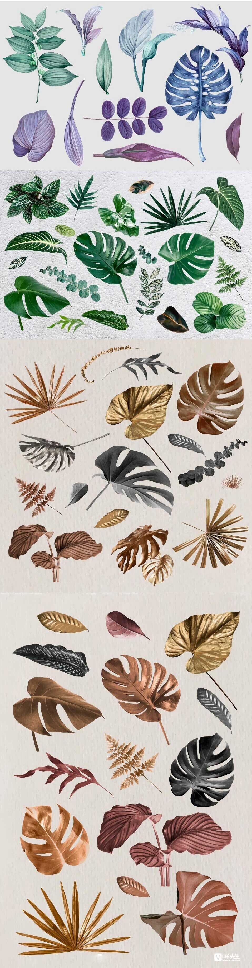 矢量水彩手绘室内植物叶插画