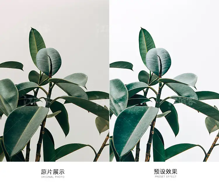 现代清新调色LR预设摄影后期户外调色PS/PR/AE/LUT/FCPX人像滤镜