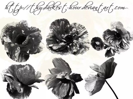 向日葵鲜花玫瑰白百合菊花郁金花开PS笔刷