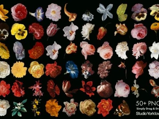 4K复古花卉欧美装饰透明PNG免扣图片