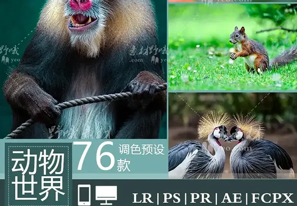 LR/PS预设室外自然风景动物宠物写真摄影后期PR/AE/FCPX调色滤镜